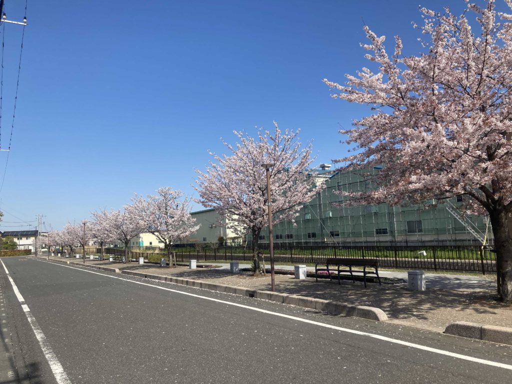 桜と道路