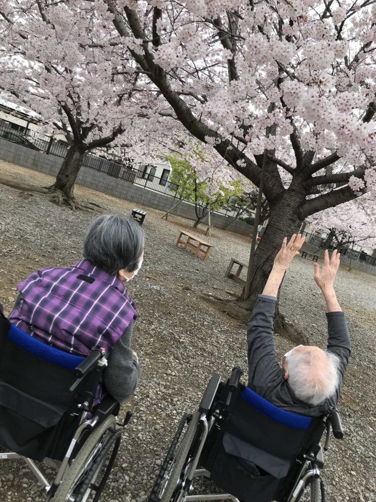桜に手を伸ばす女性