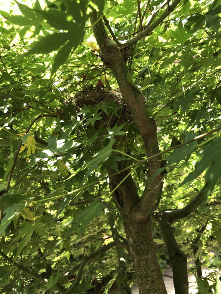 木にかかるヒヨドリの巣
