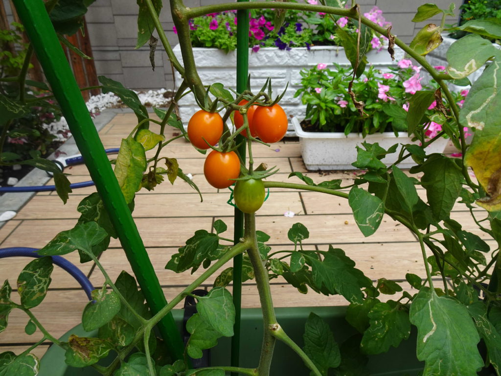 栽培したトマト