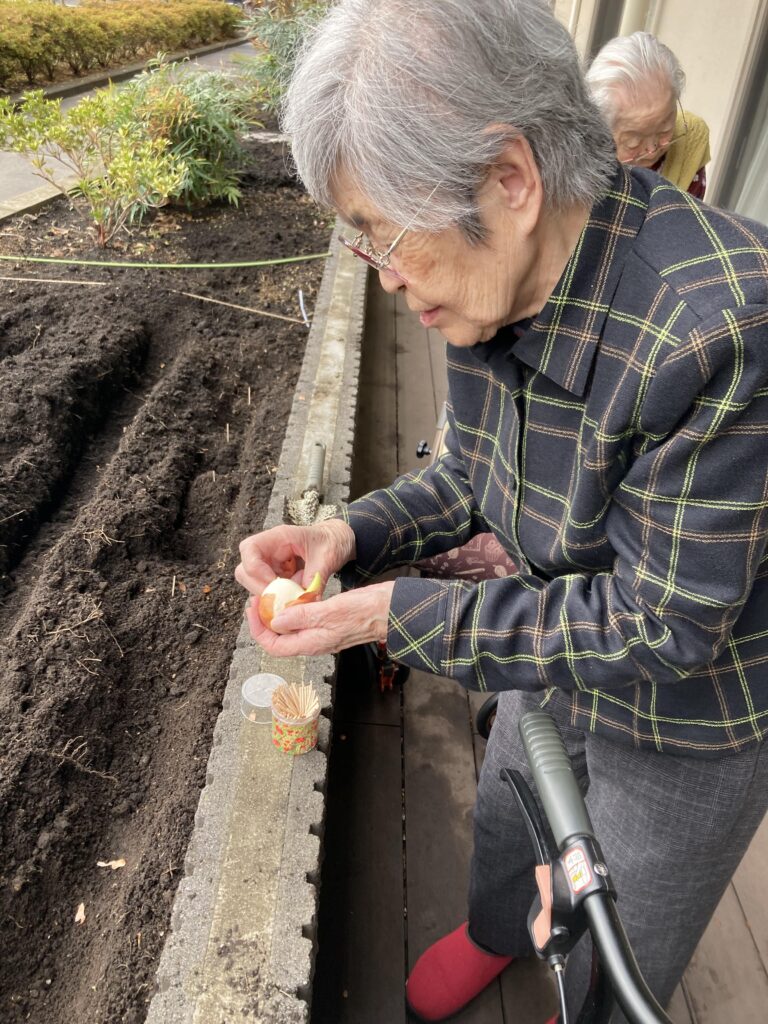 チューリップを植える女性