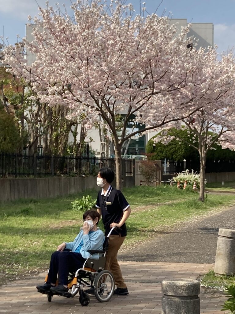 桜のある公園での散歩風景
