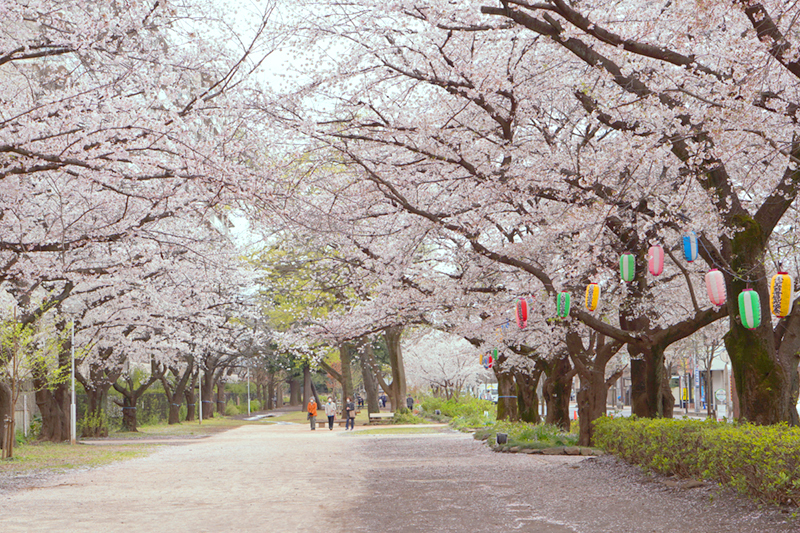福岡中央公園　桜並木のエリア