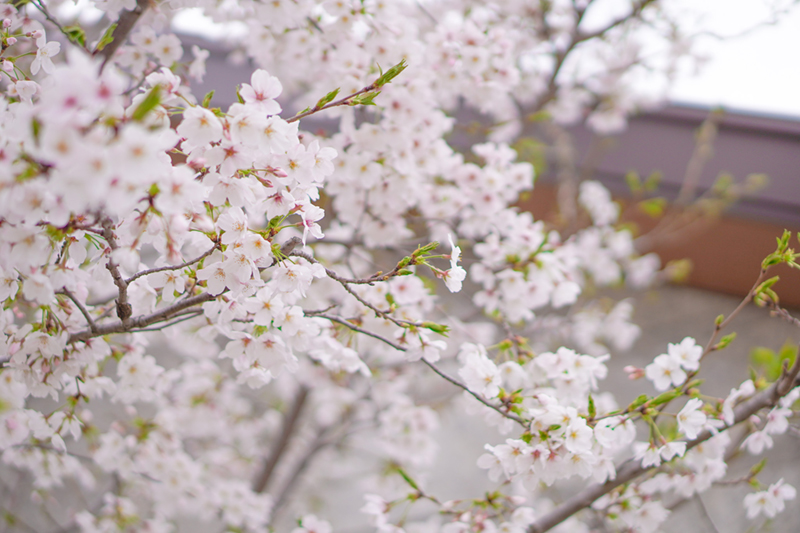 アズハイム上福岡 ホーム入り口の桜