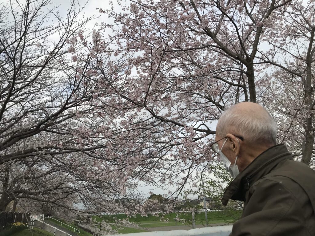桜を眺める男性