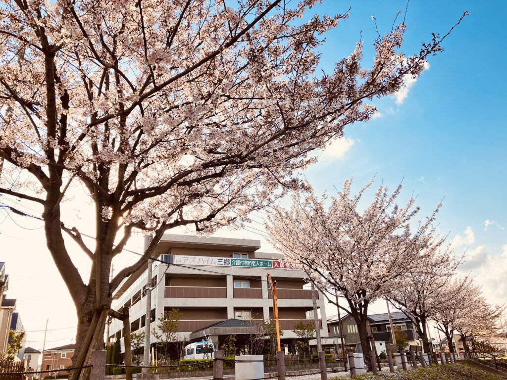 AH三郷と桜