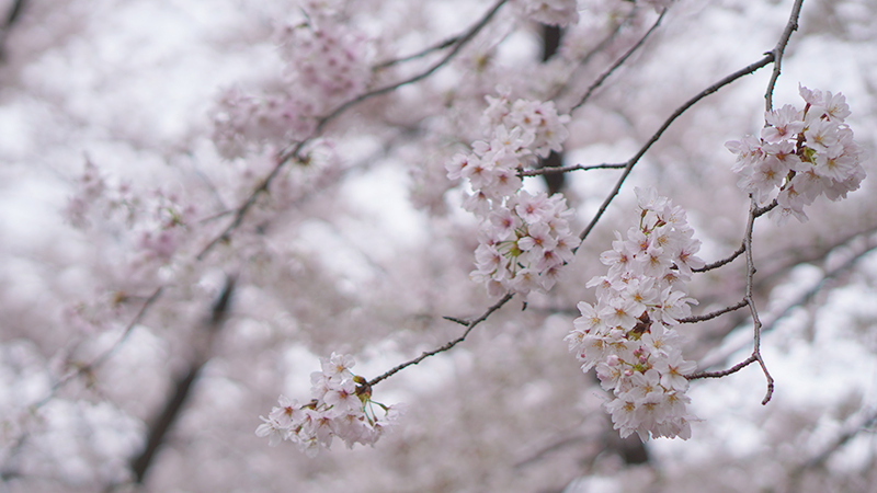 清水町公園の桜