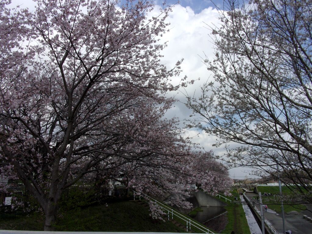 たくさんの桜の木