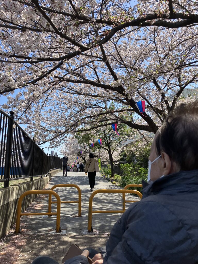 桜を見上げる男性