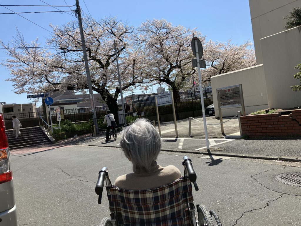 桜を見上げる車椅子の女性