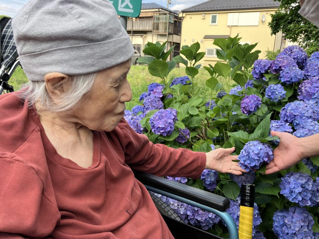 紫陽花に手を伸ばす女性