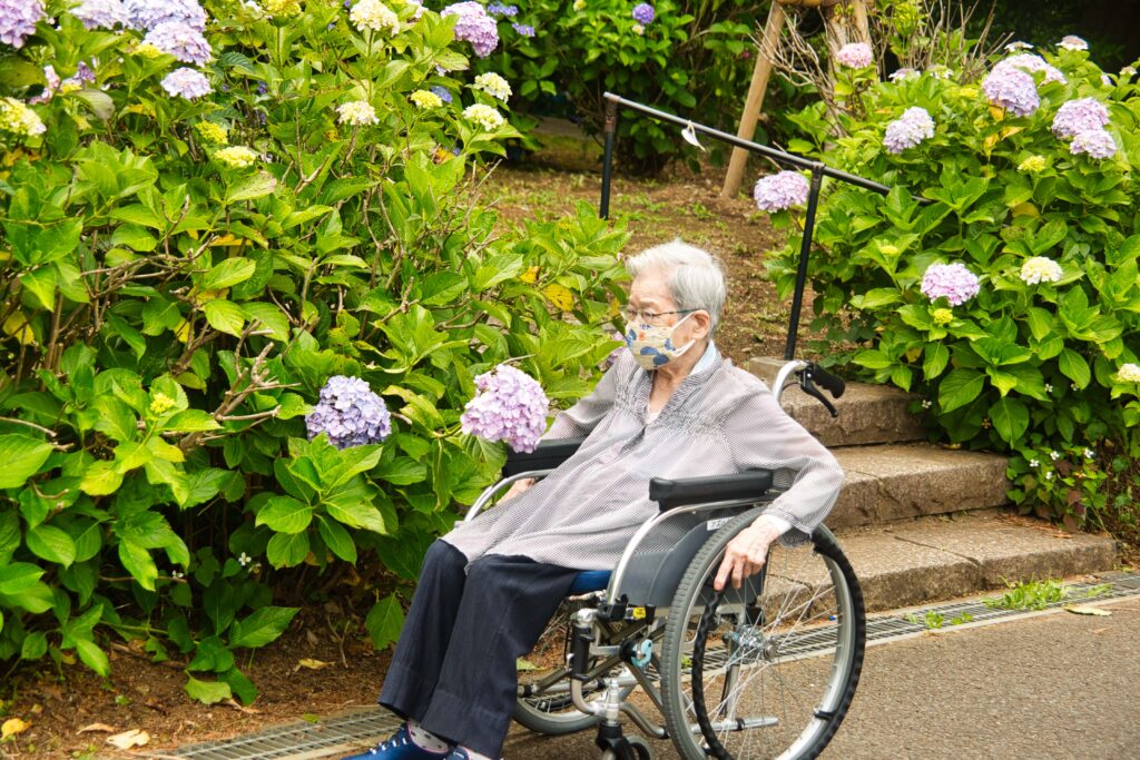 紫陽花鑑賞する女性