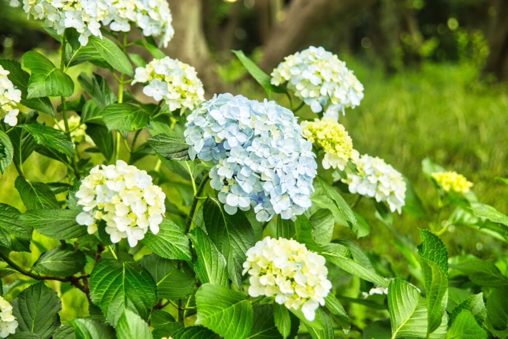 青と黄色の紫陽花