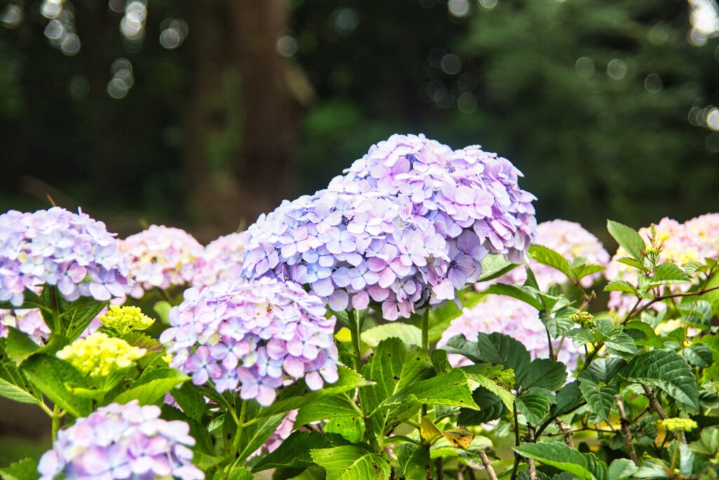 紫色の紫陽花