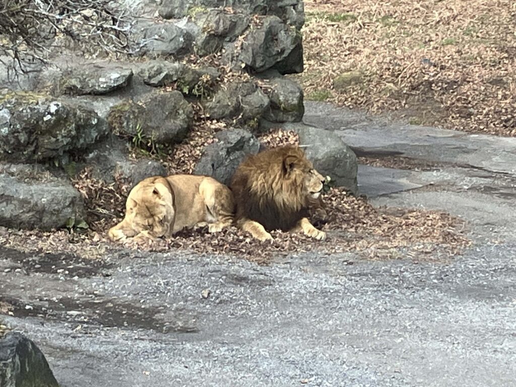 ライオン