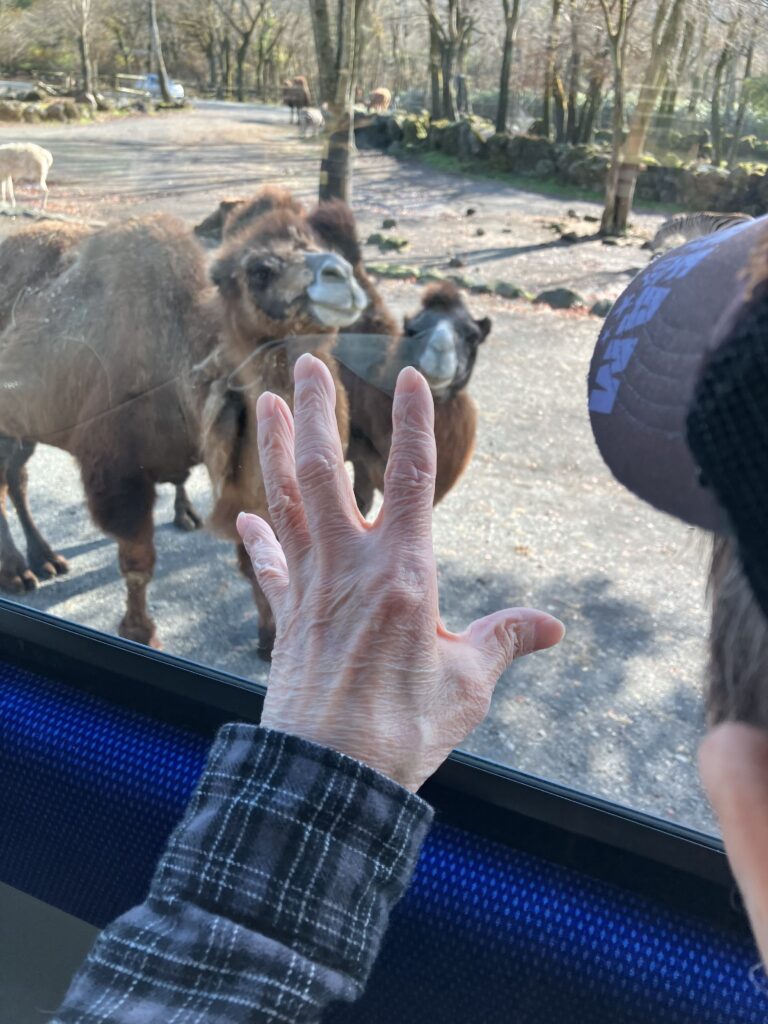 窓から見えたラクダ