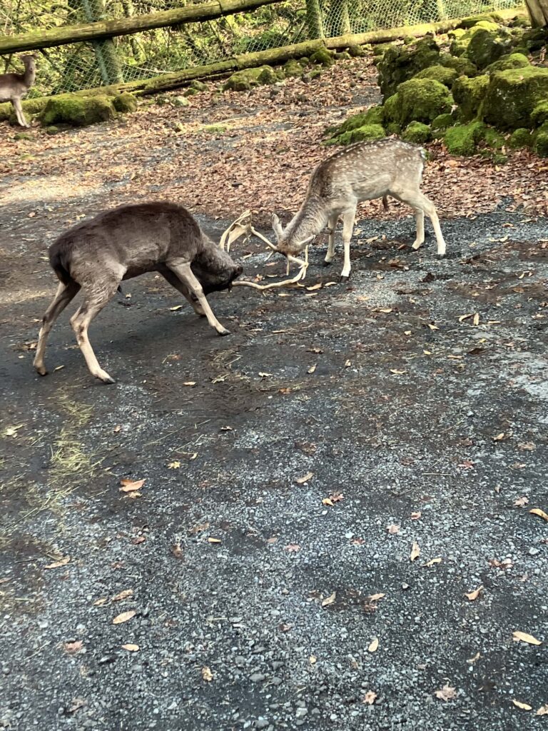 鹿のけんか