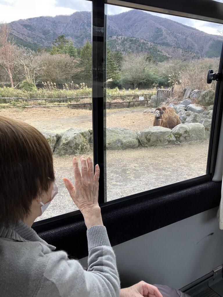 バスから動物を眺める