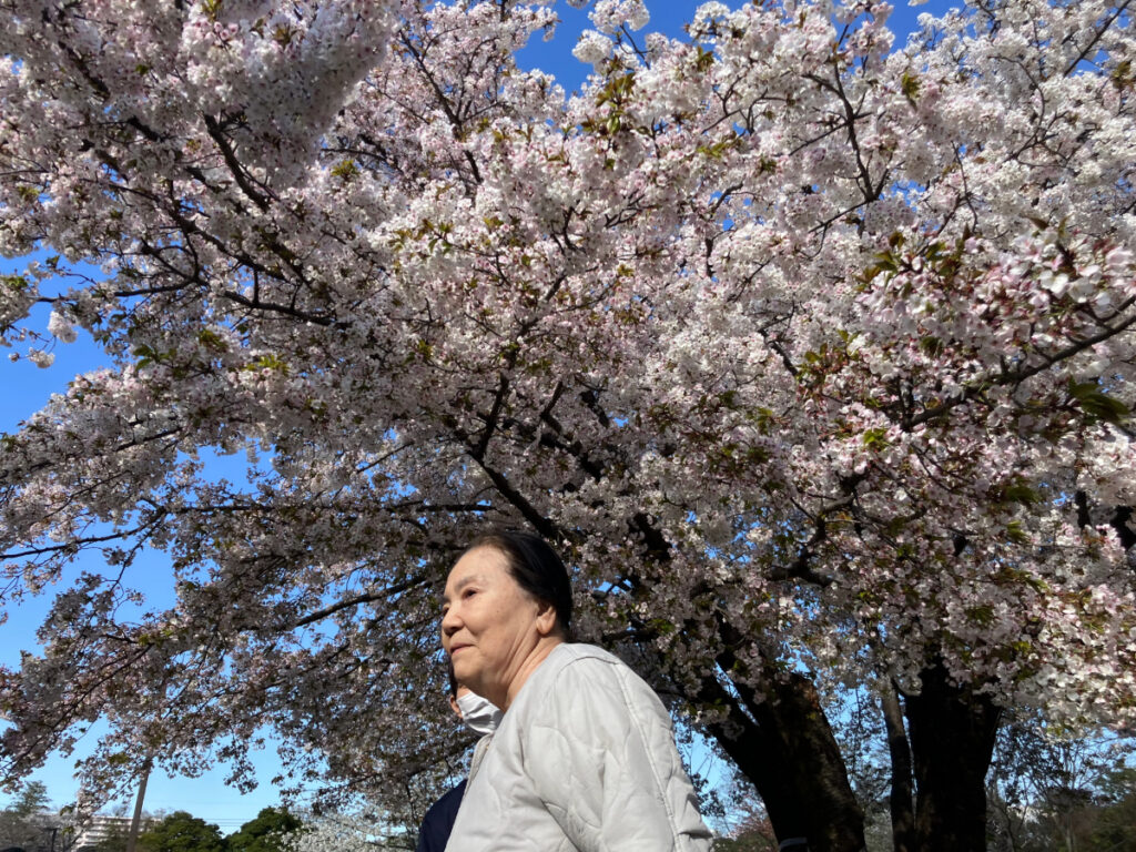 お花見の様子