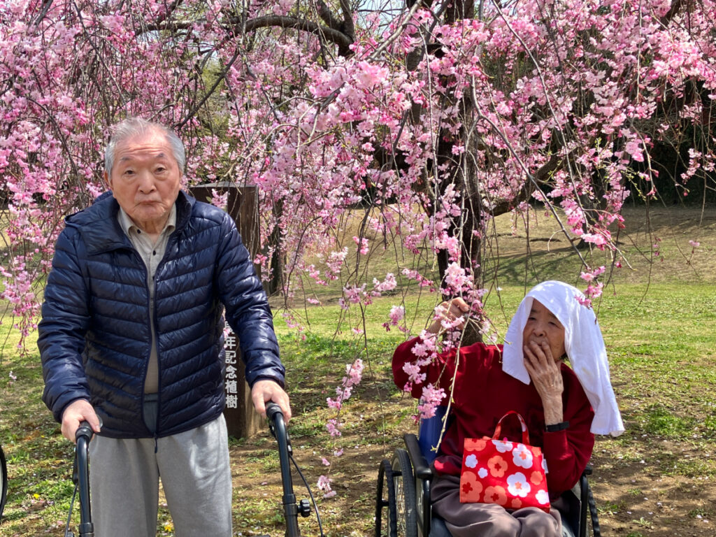 河津桜を眺める様子