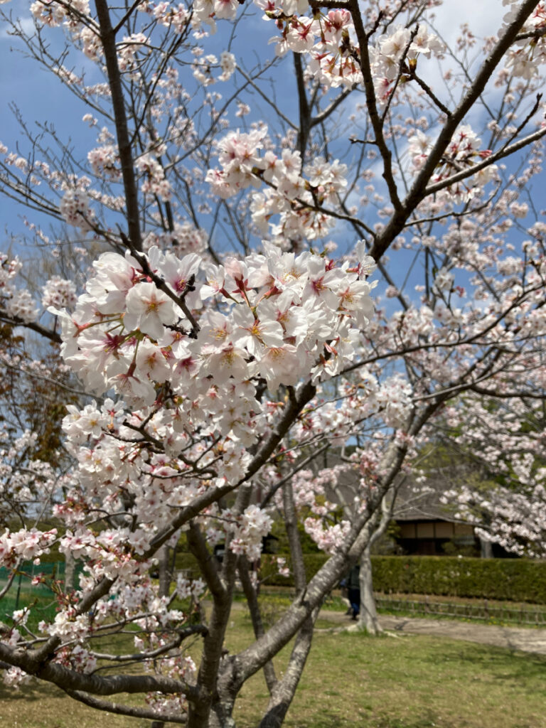 桜の花