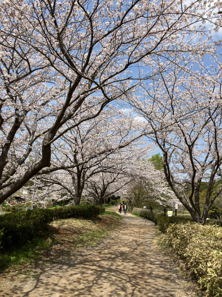 桜のトンネル