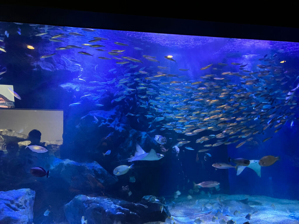 水族館の迫力のある魚群の様子