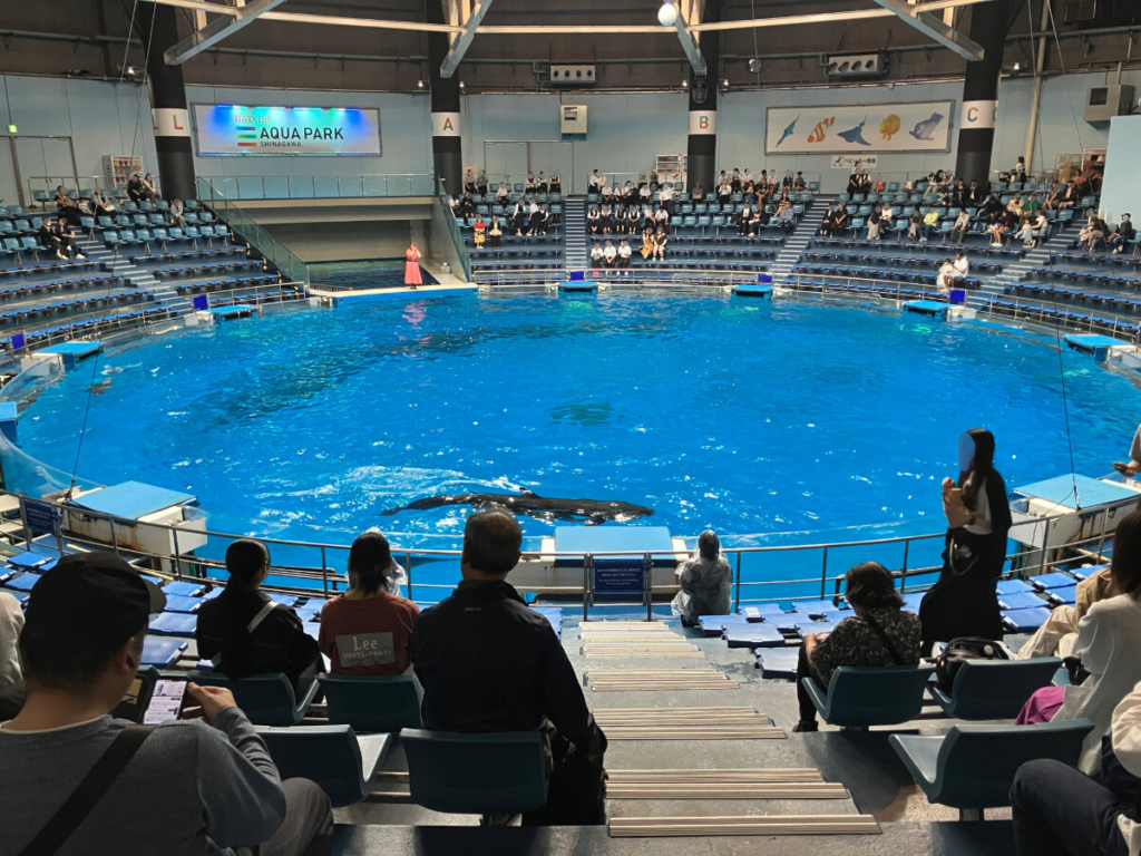 水族館で迫力のイルカショー