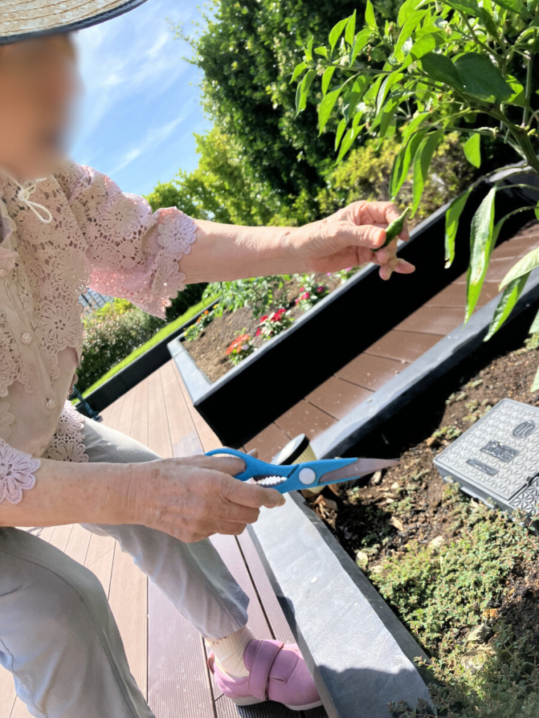 屋上菜園で収穫する様子