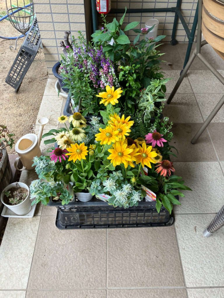 中庭に植えるお花
