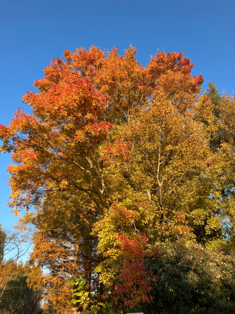見事に色づく紅葉