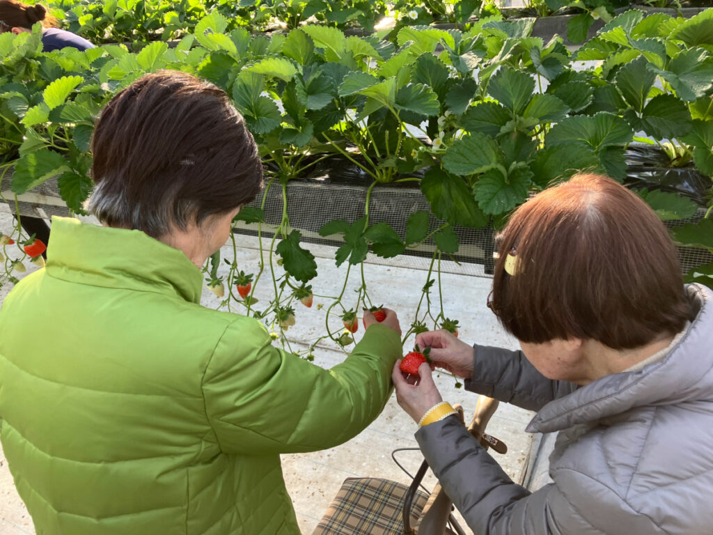いちご狩りを楽しむご入居者