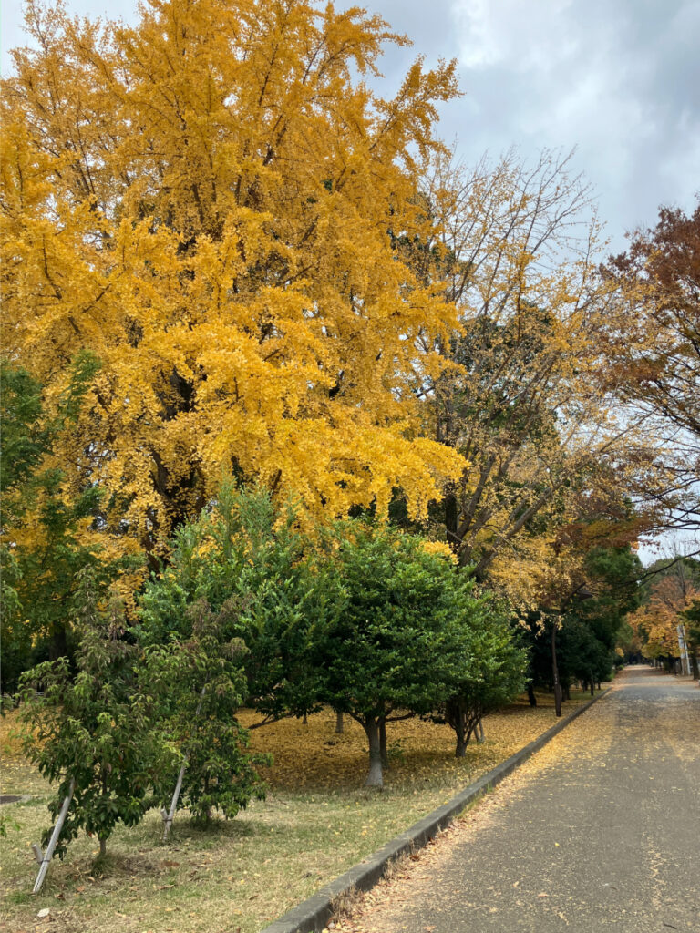 美しく色づいた紅葉