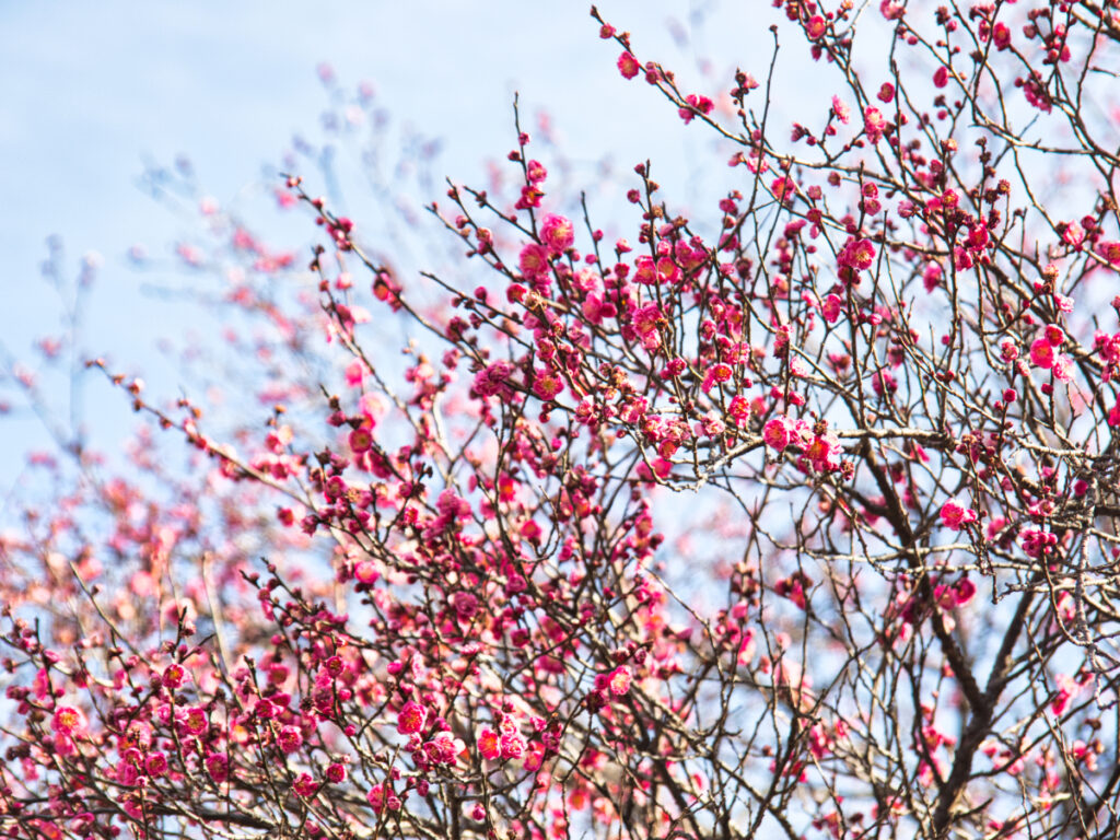 梅の花