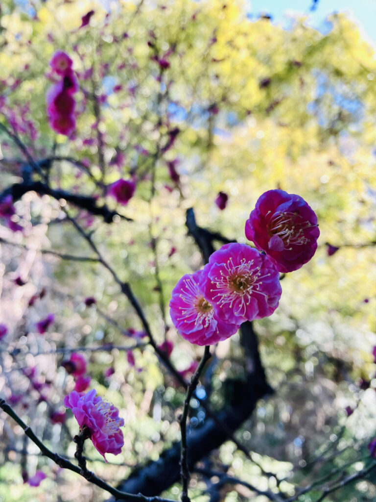 春の訪れを感じる梅の花