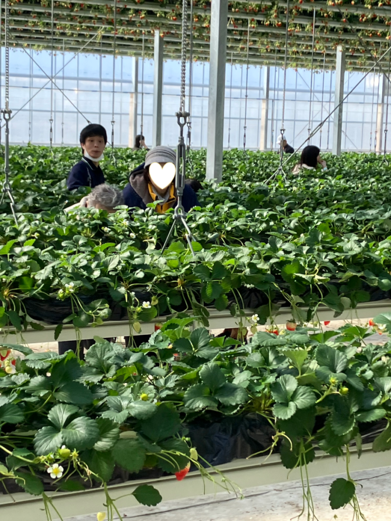 グランベリー大地　いちご狩りの様子