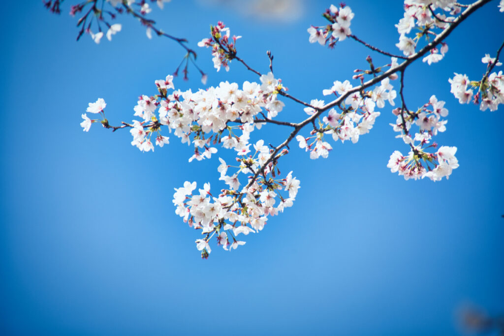 桜