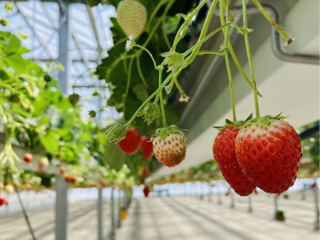 たわわに実るいちご写真