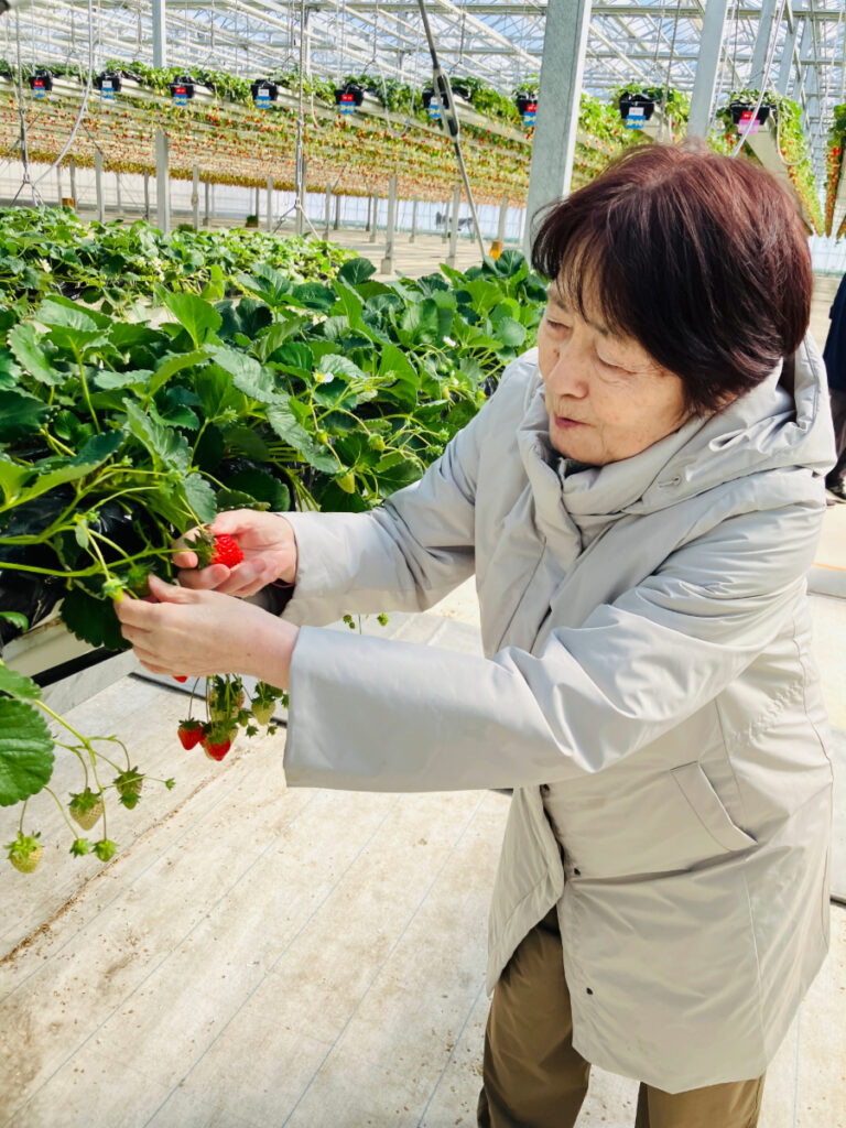 いちご狩りの様子