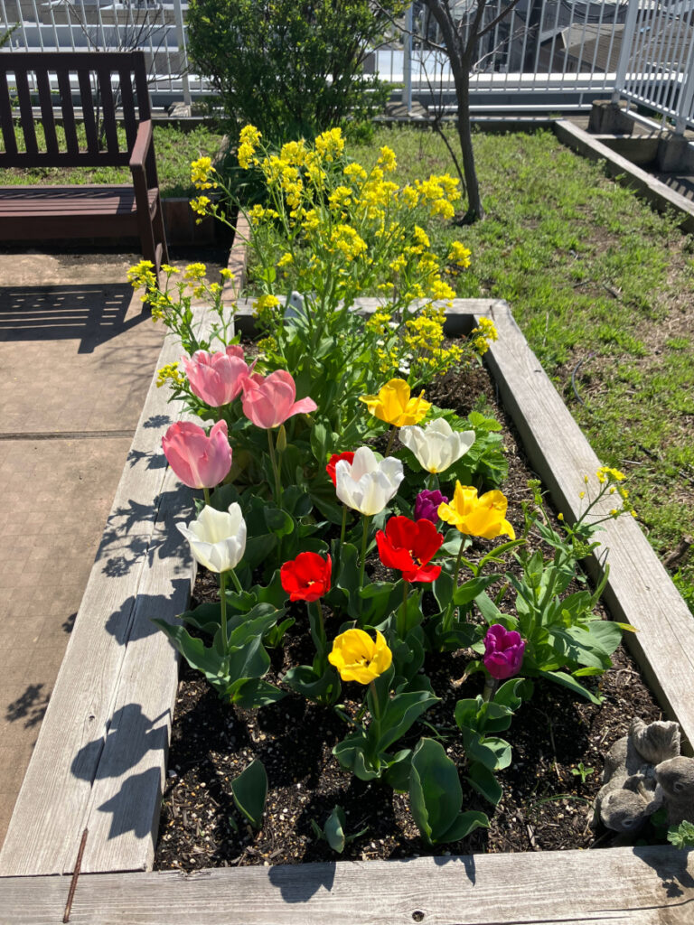 屋上の色とりどりの花