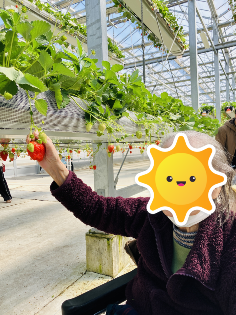 いちご狩りの様子