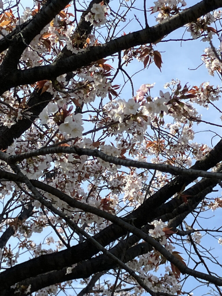 桜