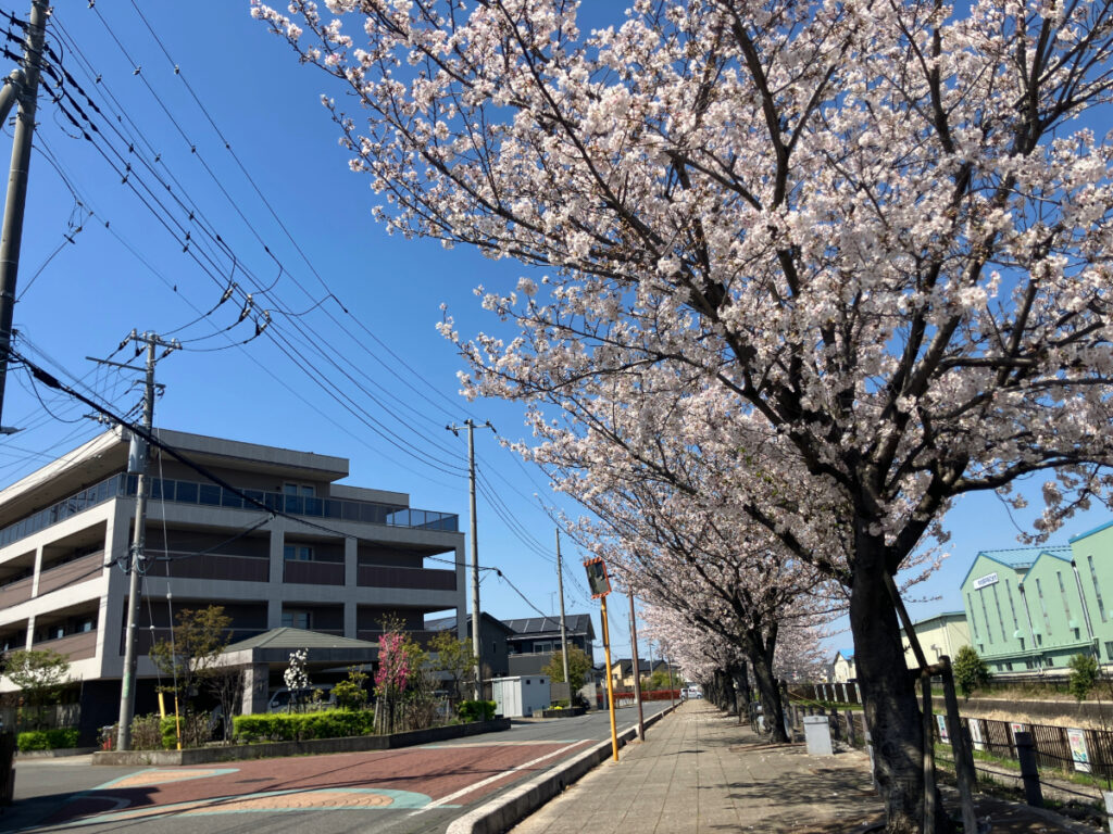 満開の桜並木