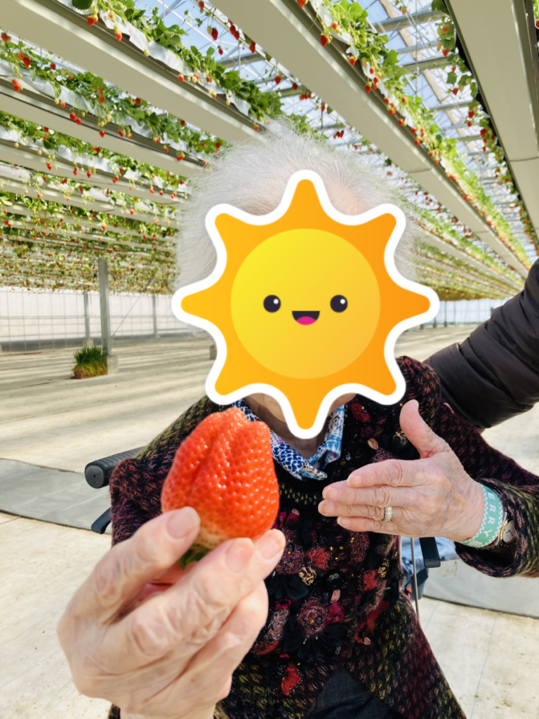 いちご狩りの様子