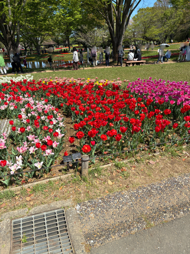 昭和記念公園の春の花々