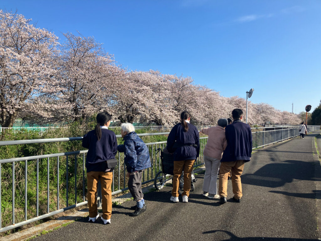 川沿いの満開の桜
