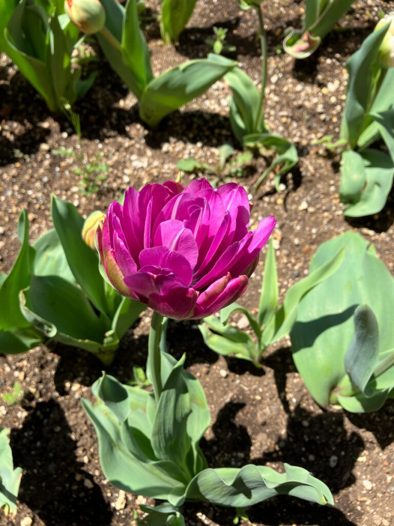 美しく咲いた花壇のチューリップ