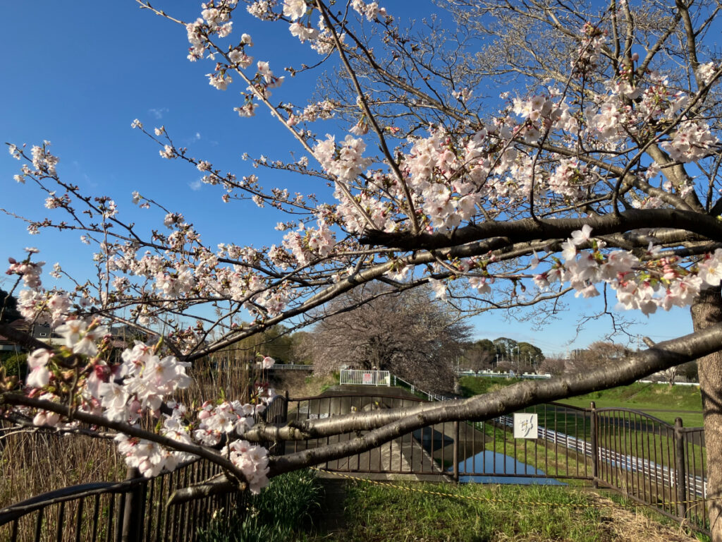 桜の花が咲き誇る枝