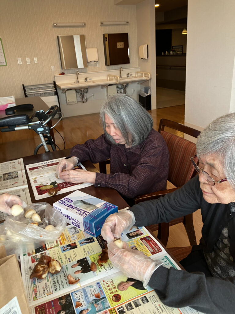 チューリップの球根皮むき作業