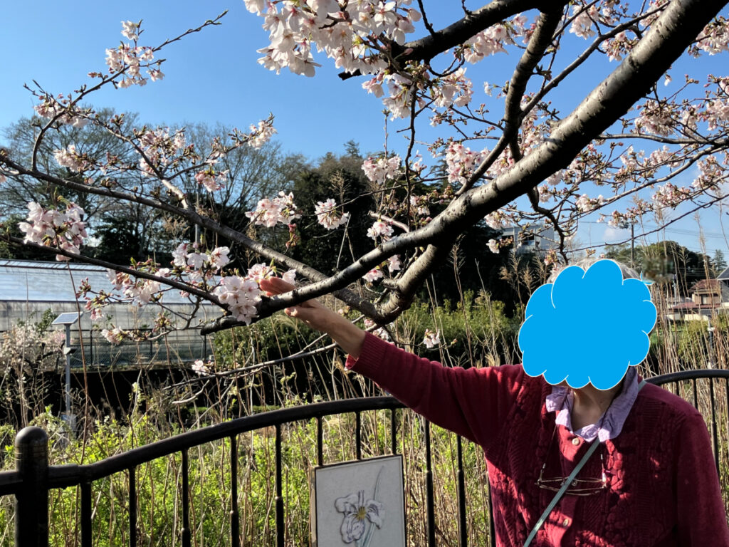 桜に手を伸ばすご入居者